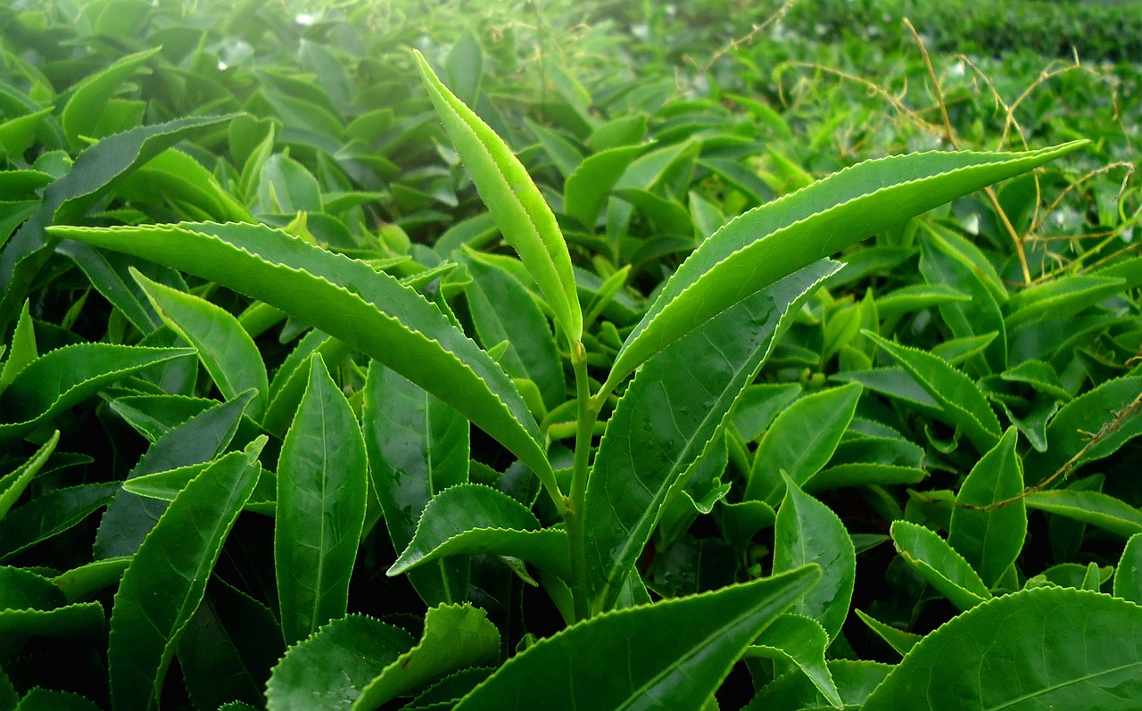 How to Create a DIY Compost Tea for Plants